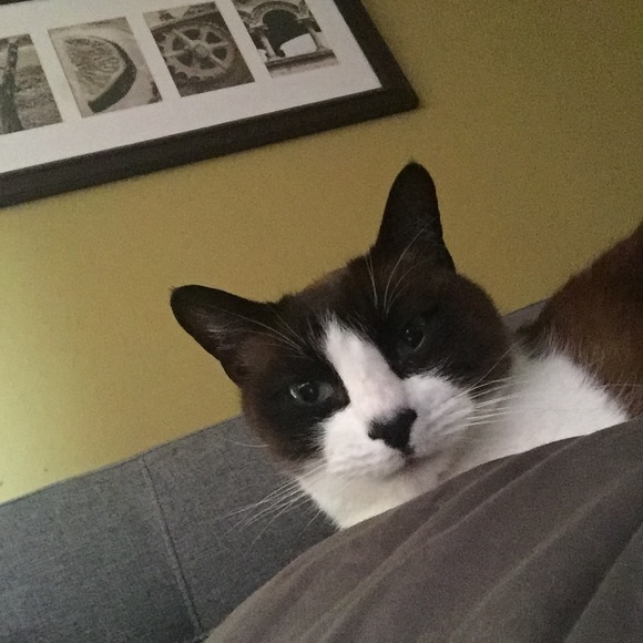 suecat3